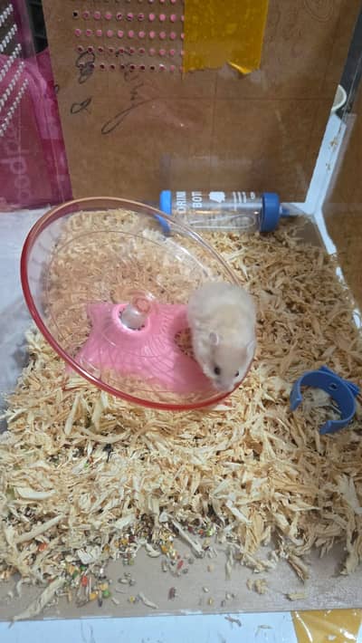 Syrian Hamster for sale