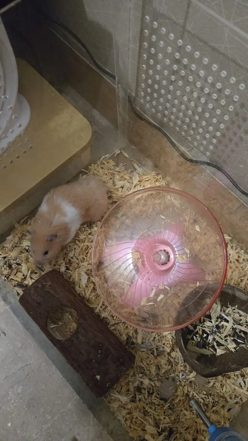 Syrian Hamster for sale — photo 2