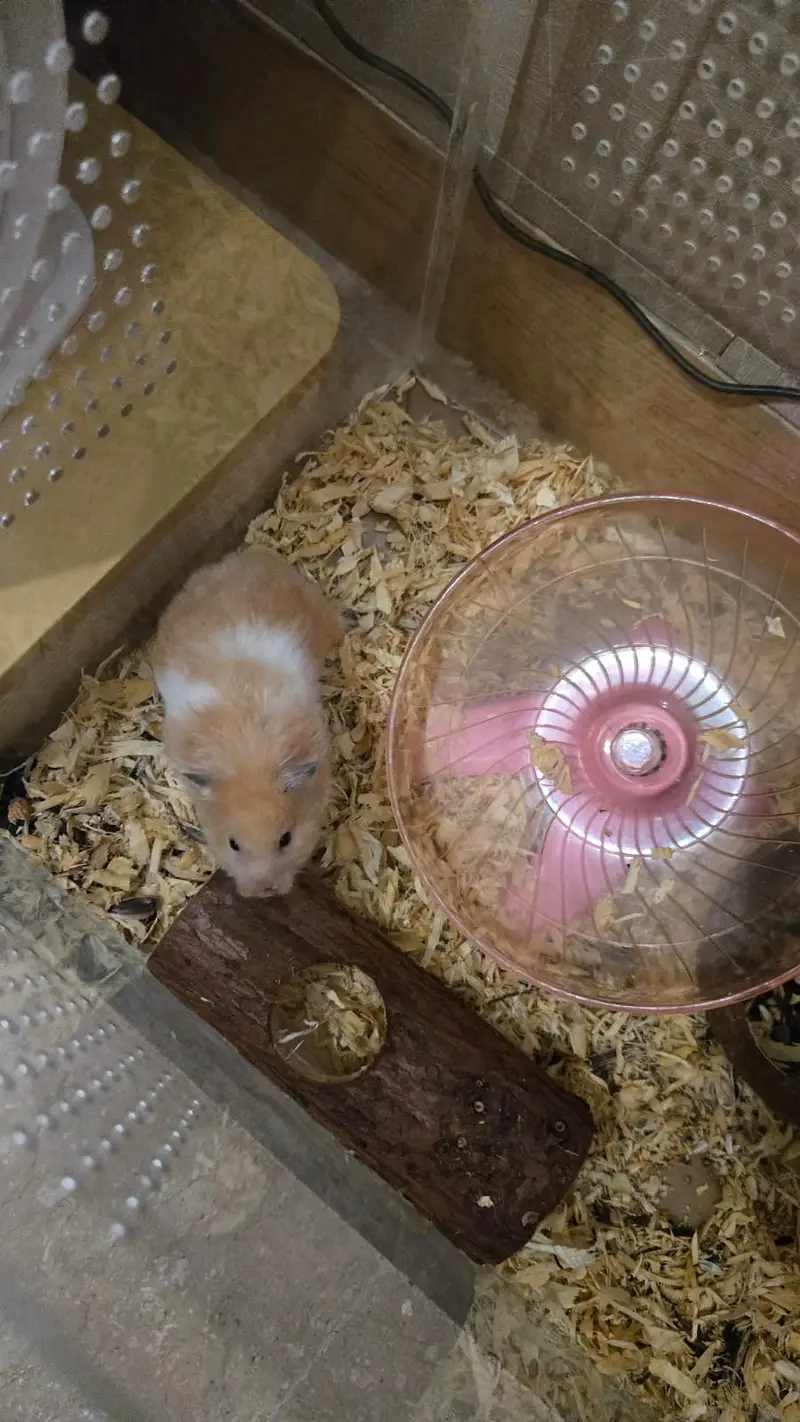 Syrian Hamster for sale — photo 3