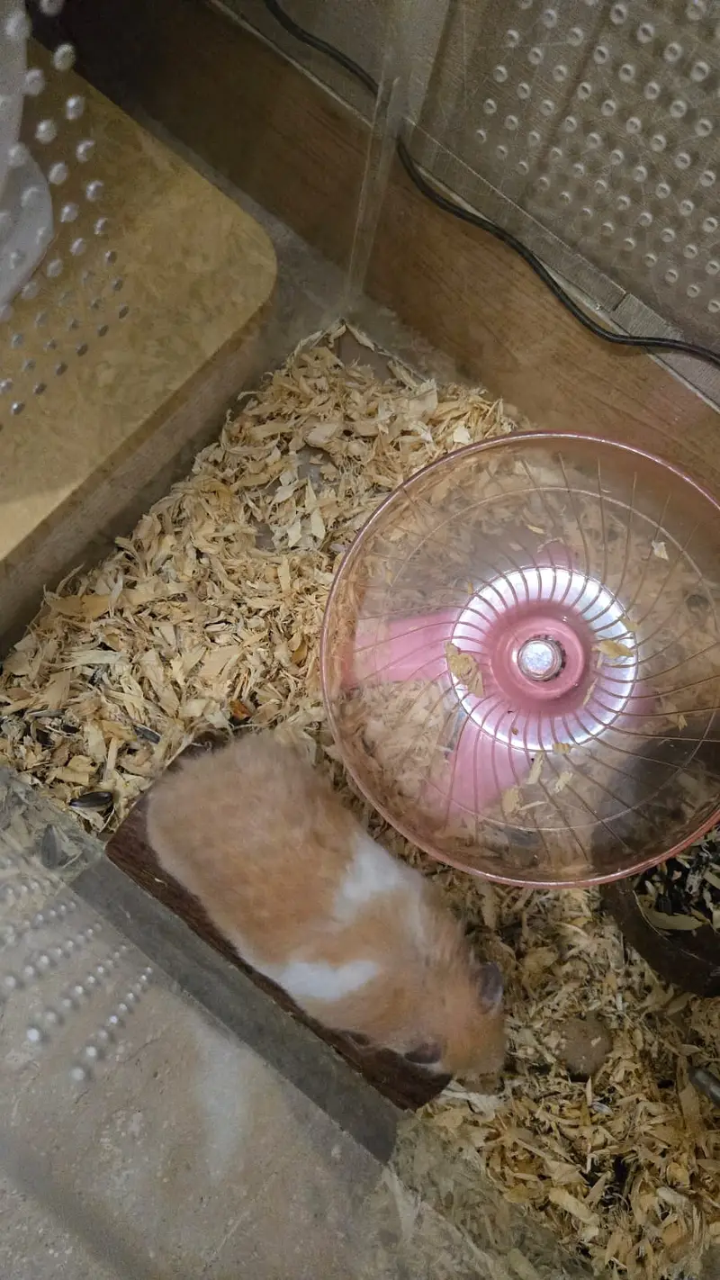 Syrian Hamster for sale — photo 4