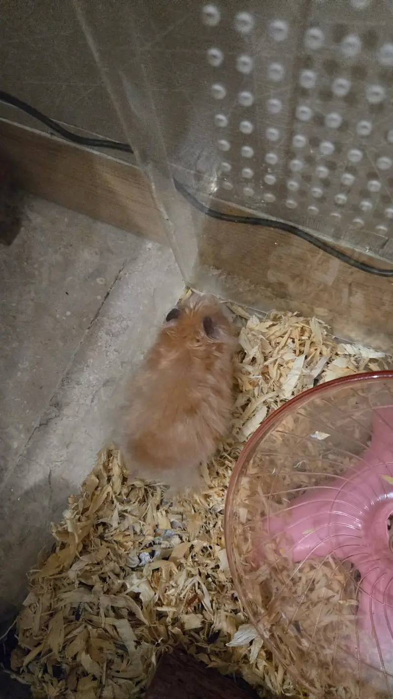 Syrian Hamster for sale — photo 5