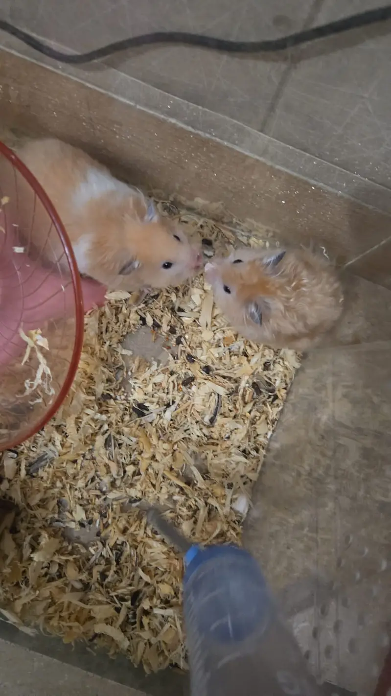 Syrian Hamster for sale — photo 6