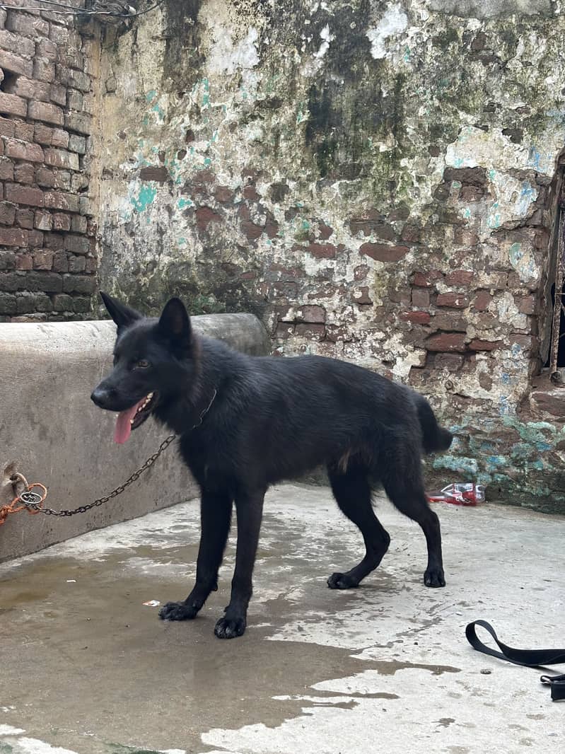 German shepherd 0