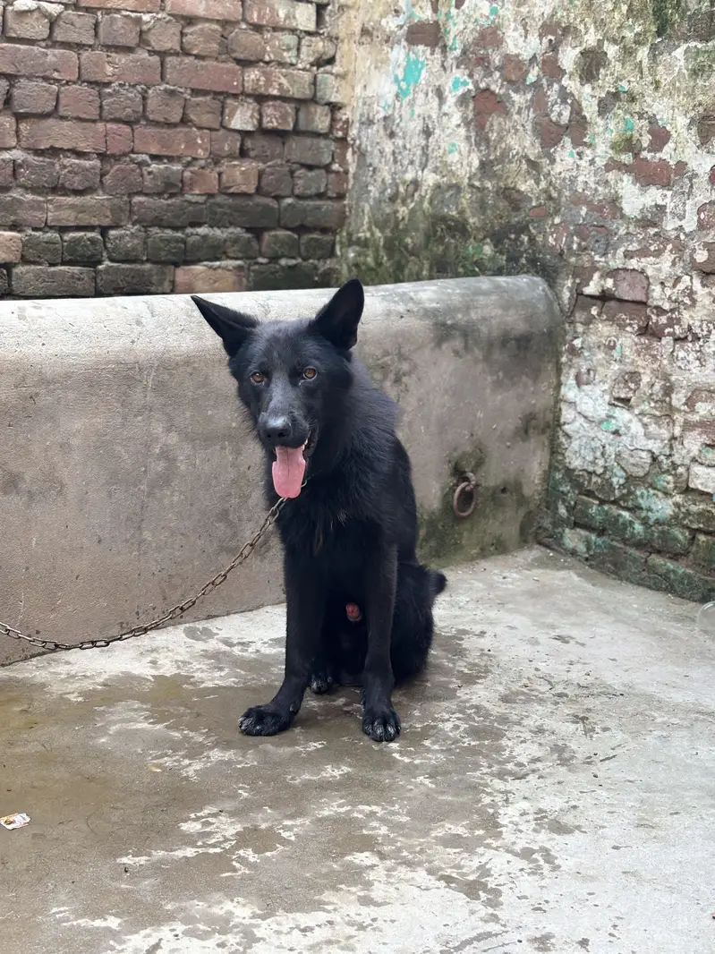 German shepherd — photo 2