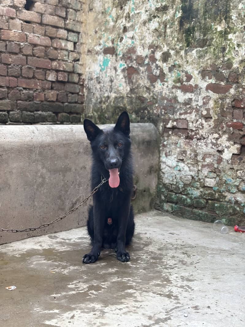 German shepherd 2