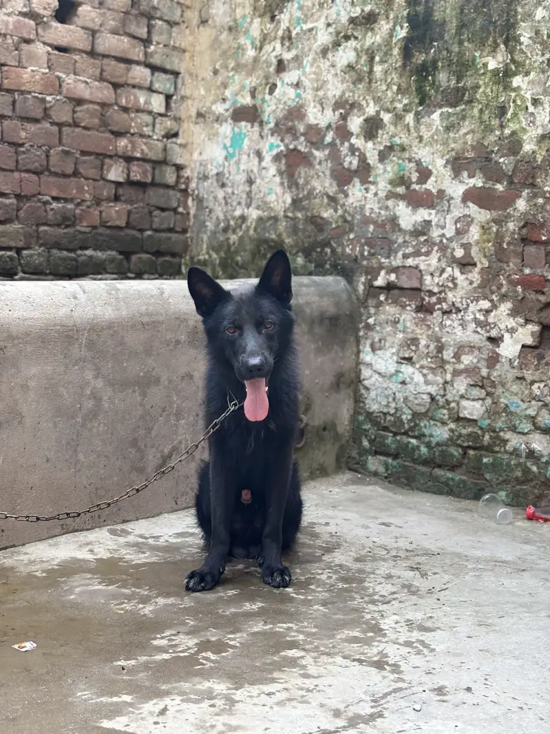 German shepherd — photo 3