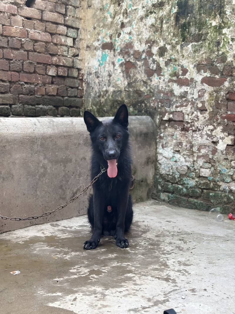 German shepherd 3