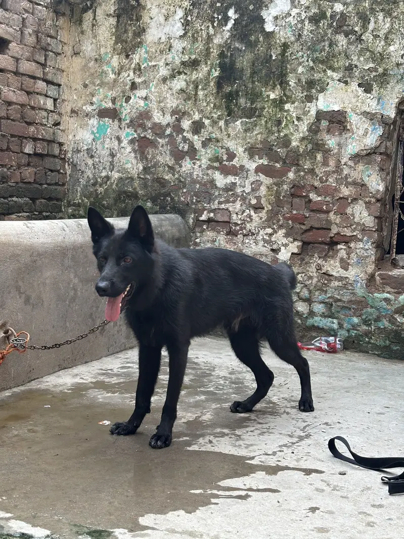 German shepherd — photo 5