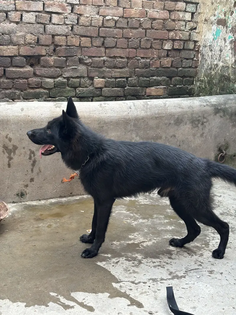 German shepherd — photo 6