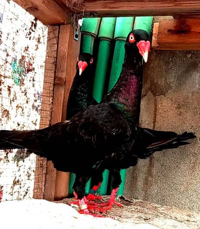 Black Self Denish Breeder Pair