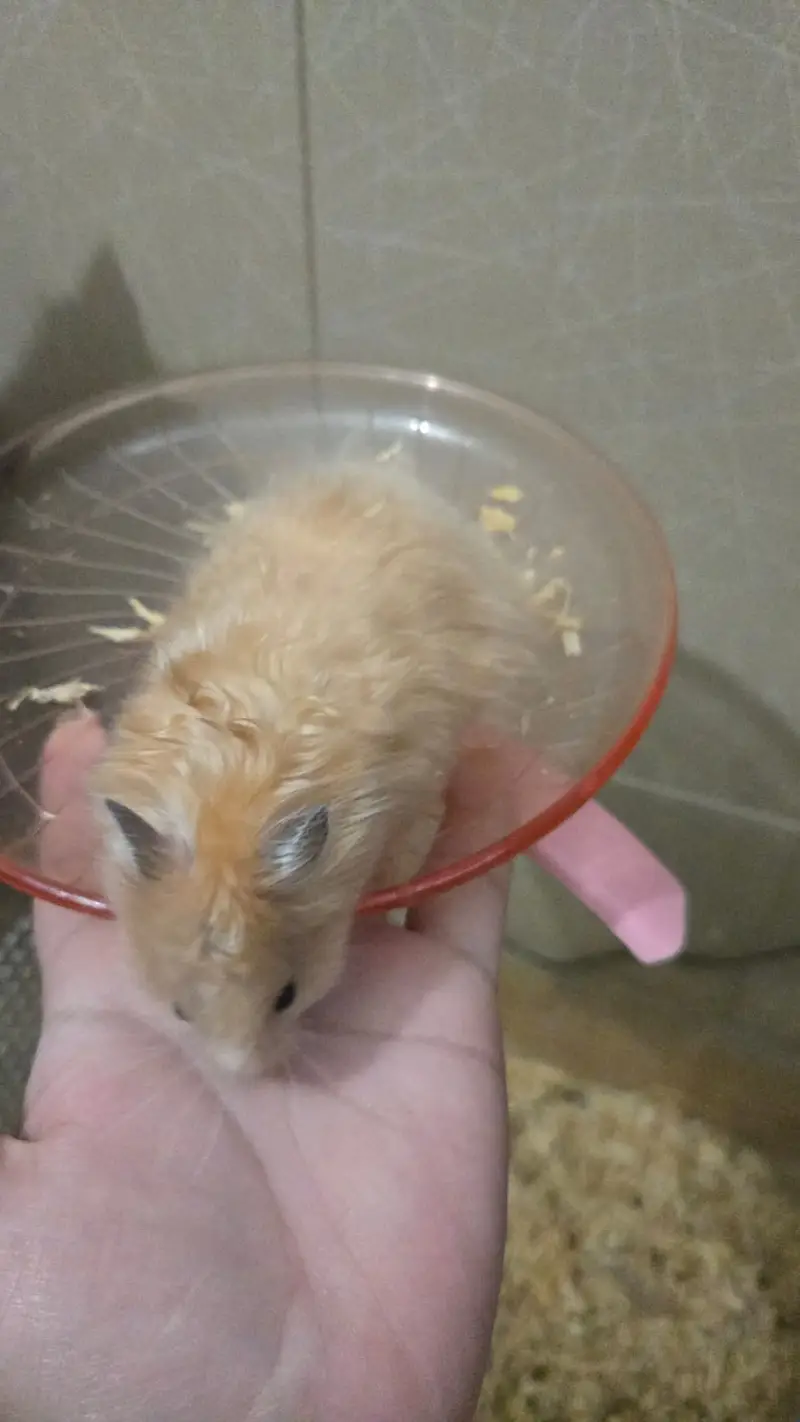 Syrian Hamster for sale — photo 7