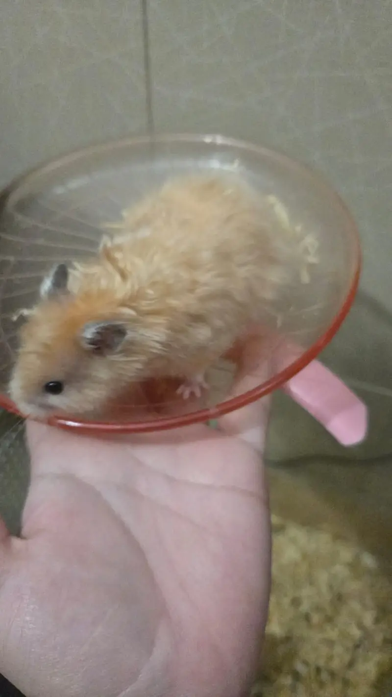 Syrian Hamster for sale — photo 8