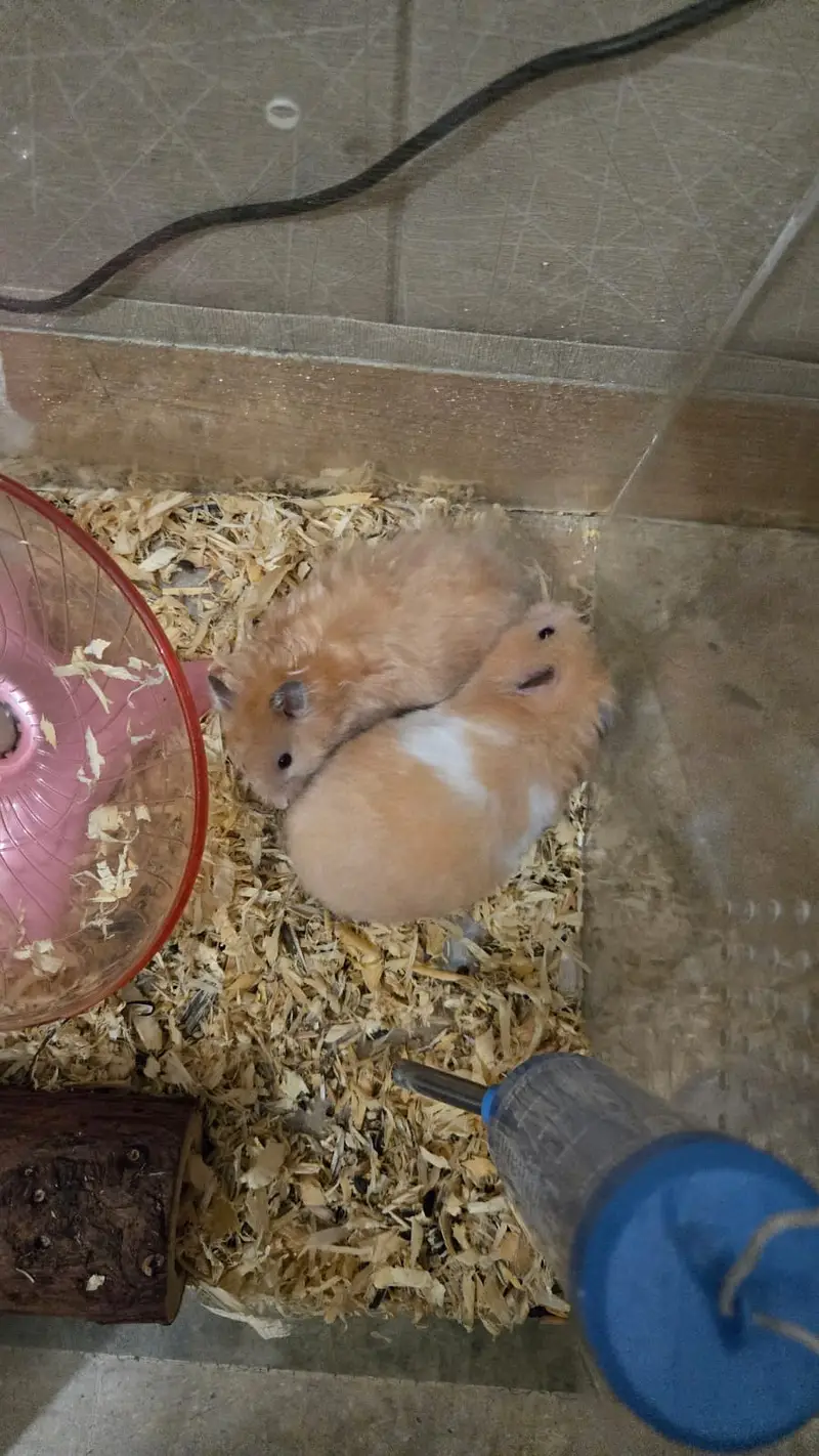 Syrian Hamster for sale — photo 9