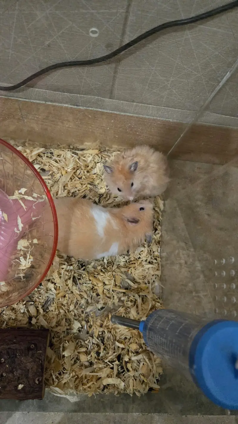 Syrian Hamster for sale — photo 10