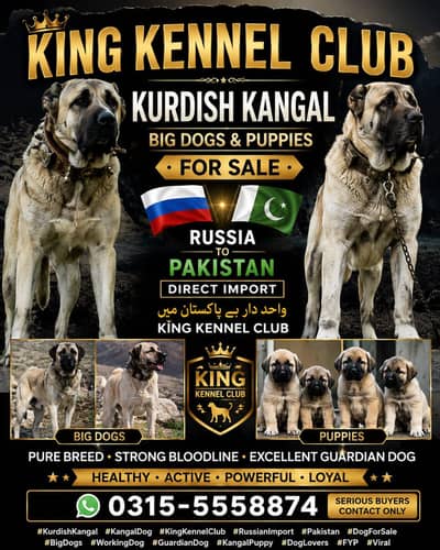 Turkish kangal