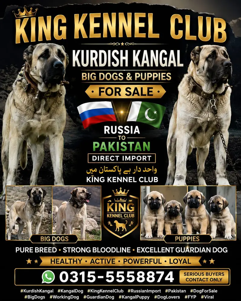 Turkish kangal