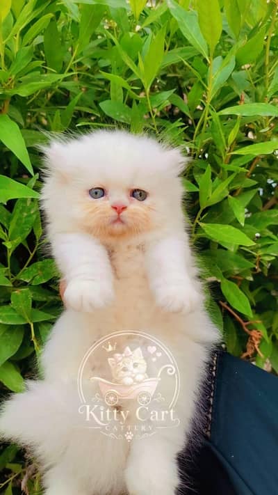 Pure Persian More then triple coated Female