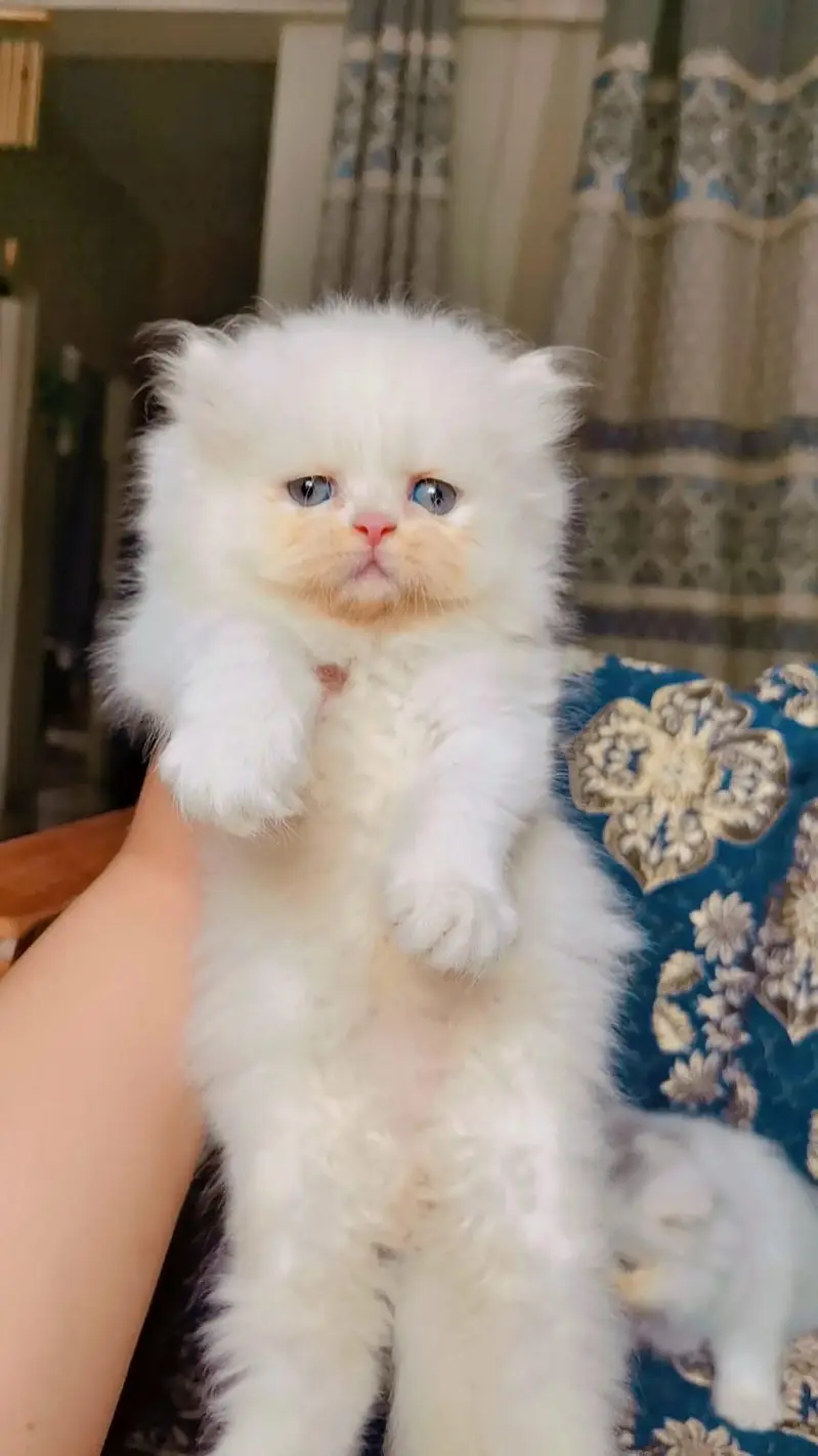Pure Persian More then triple coated Female — photo 2