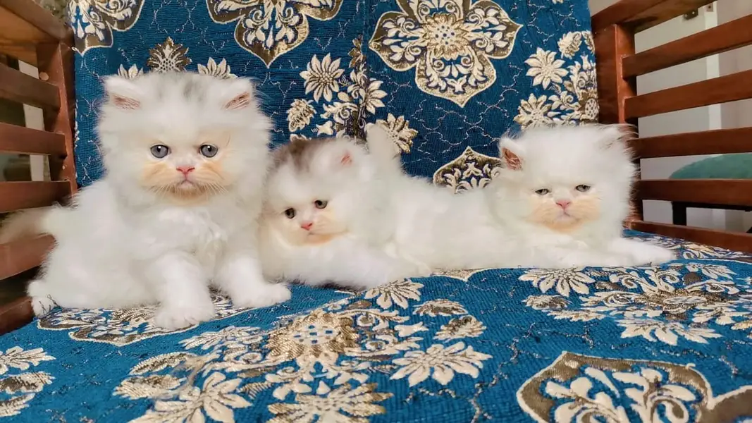 Pure Persian More then triple coated Female — photo 3