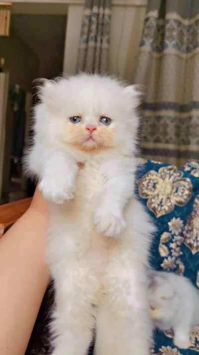 Persian Male & Female Kittens