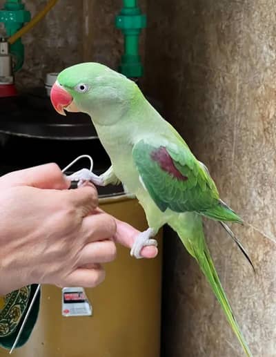 Talking Raw Parrots for sale