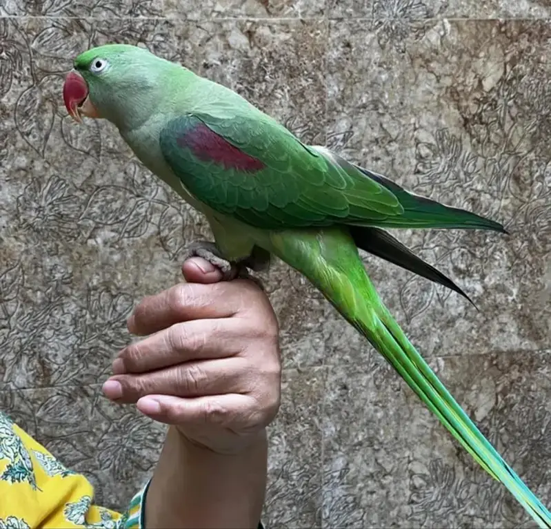 Talking Raw Parrots for sale — photo 2