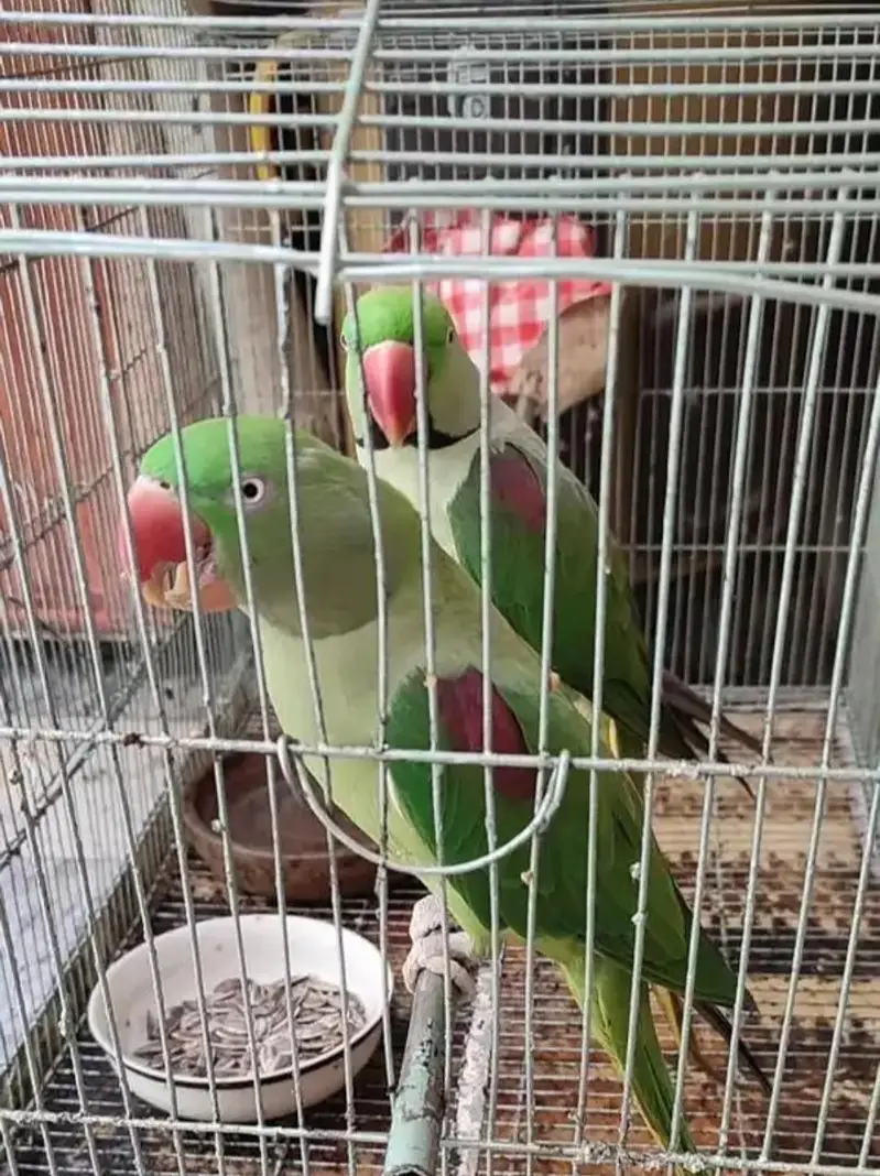 Talking Raw Parrots for sale — photo 3
