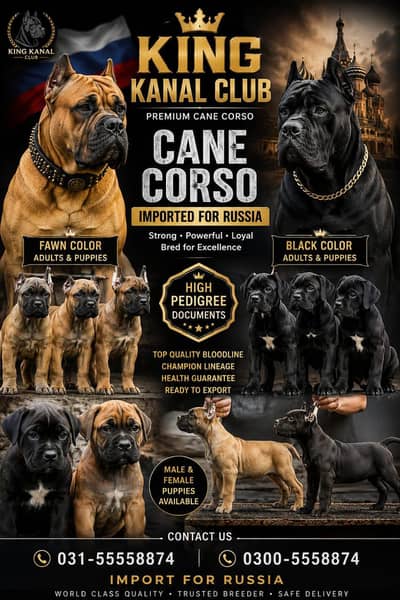 cane corso