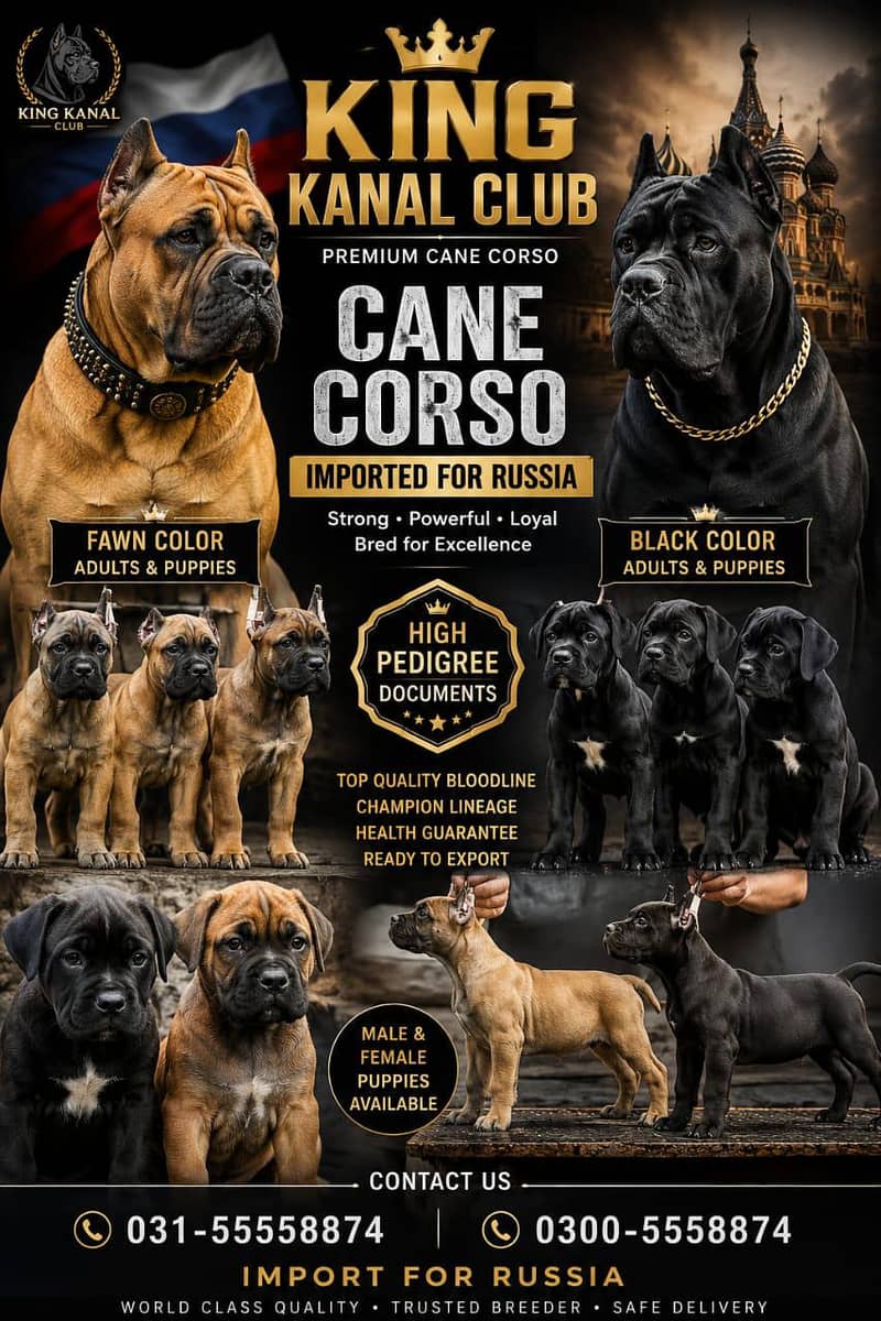 cane corso 0