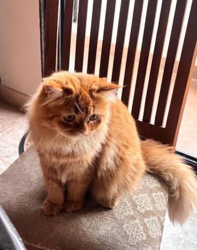 long coated furry male cat