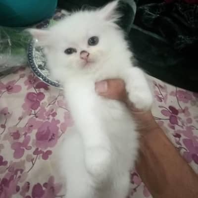 Triple code cat