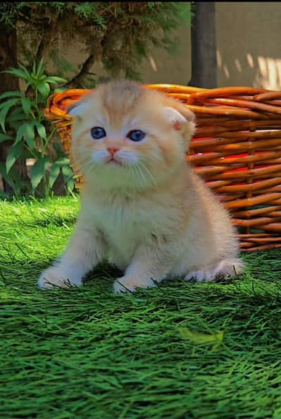 Scottish Fold 2. British Fold