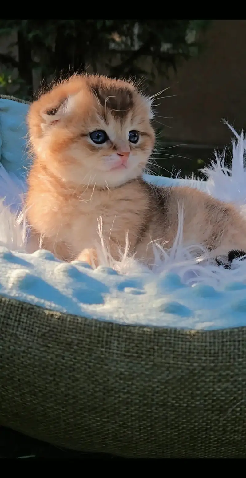 Scottish Fold 2. British Fold — photo 2