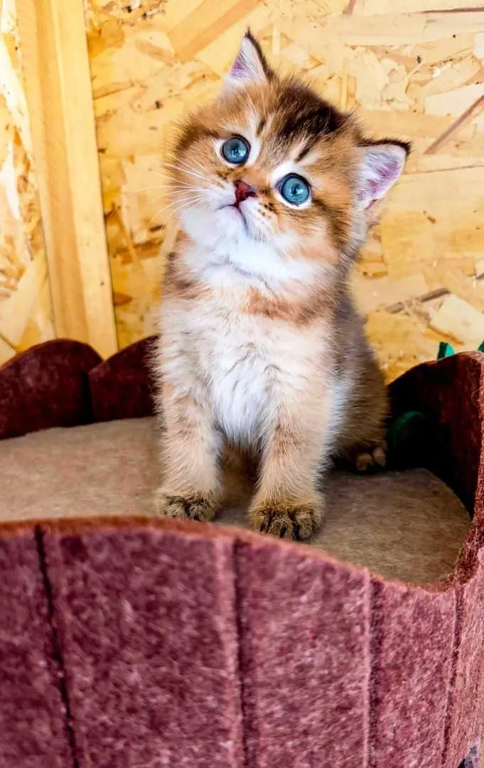 Scottish Fold 2. British Fold — photo 3