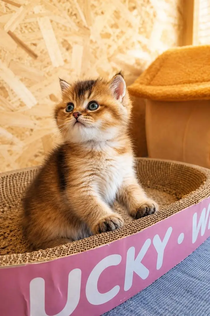 Scottish Fold 2. British Fold — photo 5