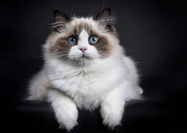 Scottish Fold 2. British Fold — photo 7