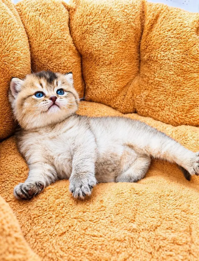 Scottish Fold 2. British Fold — photo 8