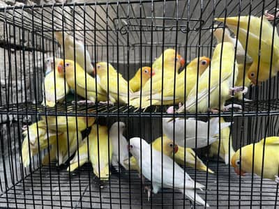 Albino red eyes or calour love birds