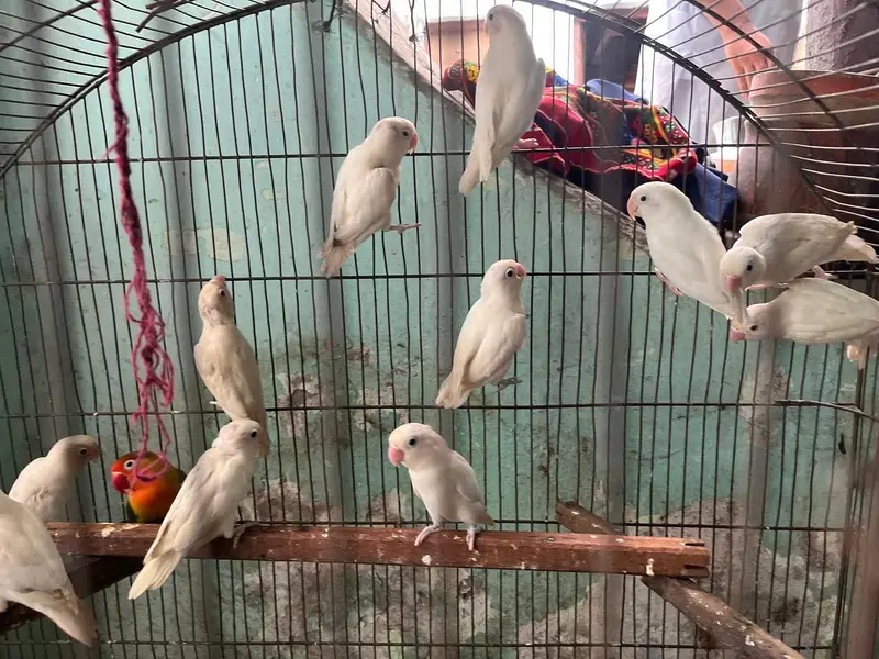 Albino red eyes or calour love birds — photo 2