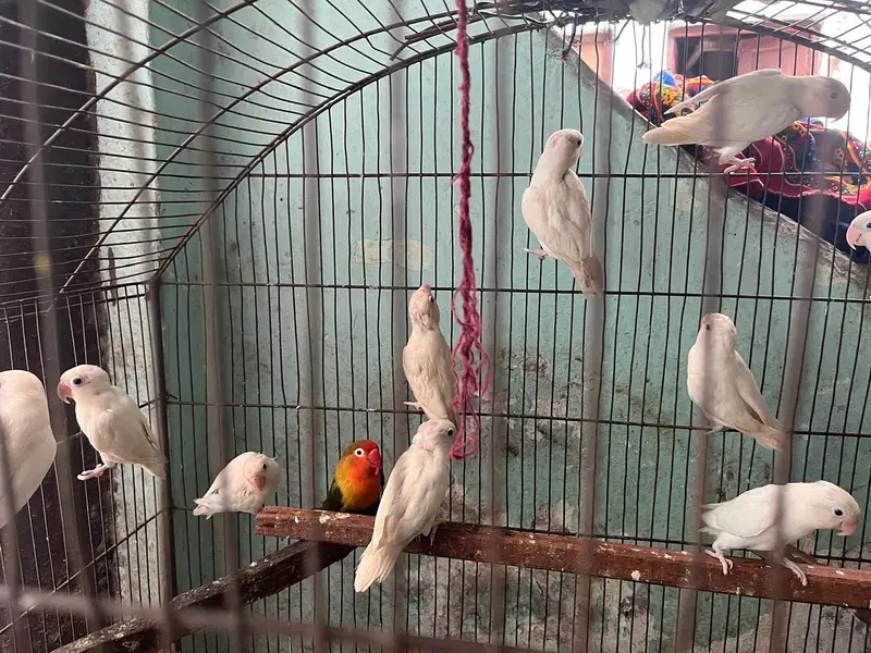 Albino red eyes or calour love birds — photo 4