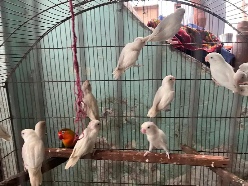 Albino red eyes or calour love birds — photo 6