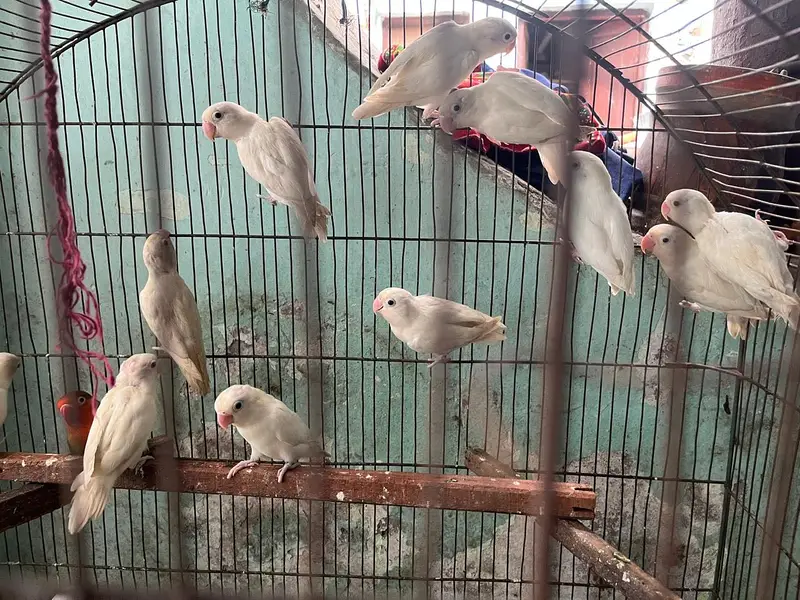 Albino red eyes or calour love birds — photo 7