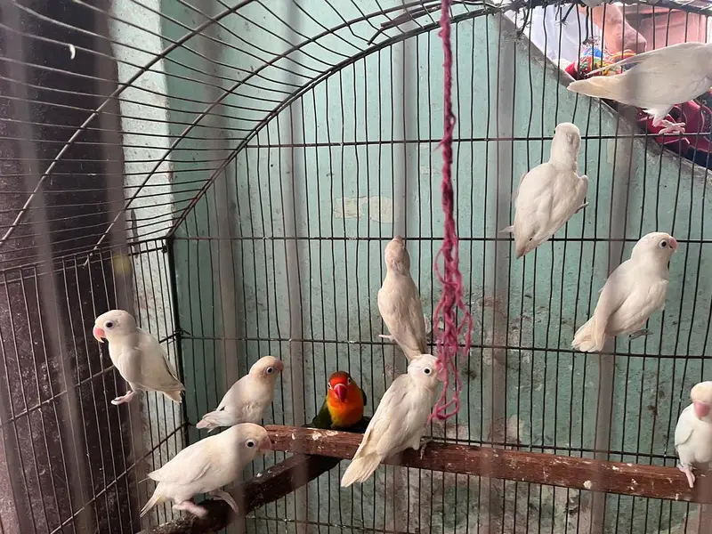 Albino red eyes or calour love birds — photo 8