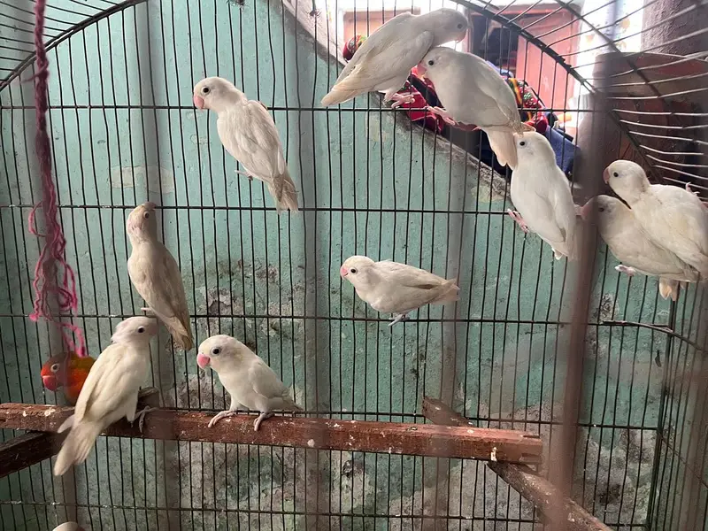 Albino red eyes or calour love birds — photo 9