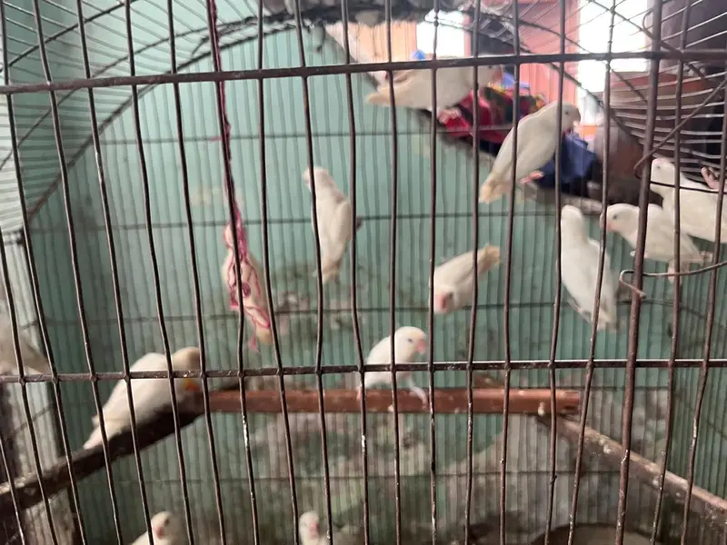 Albino red eyes or calour love birds — photo 10