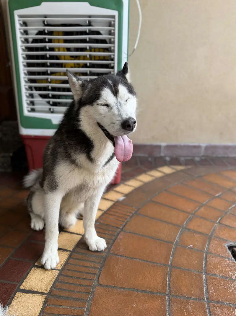 Maya and Oggy up for adoption