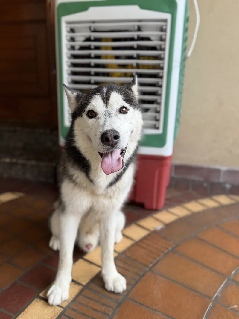 Maya and Oggy up for adoption — photo 2