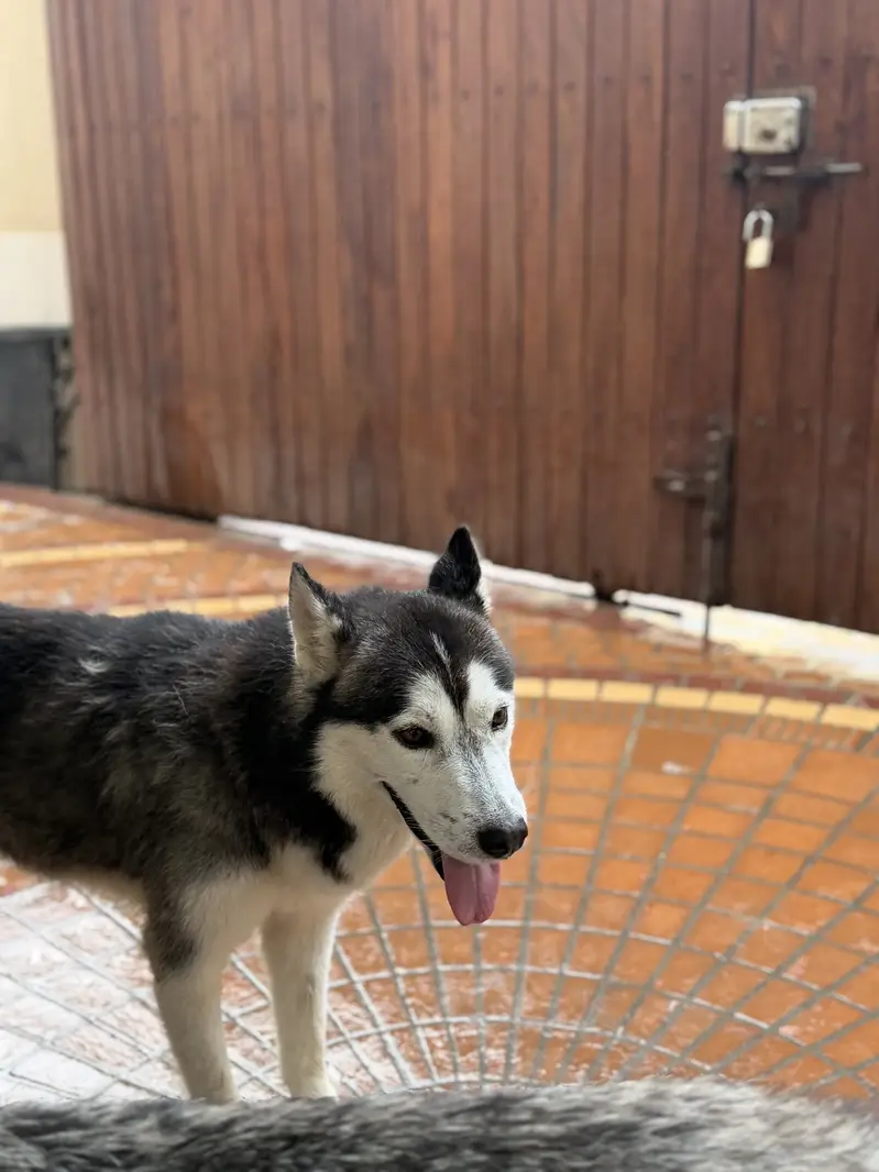 Maya and Oggy up for adoption — photo 3
