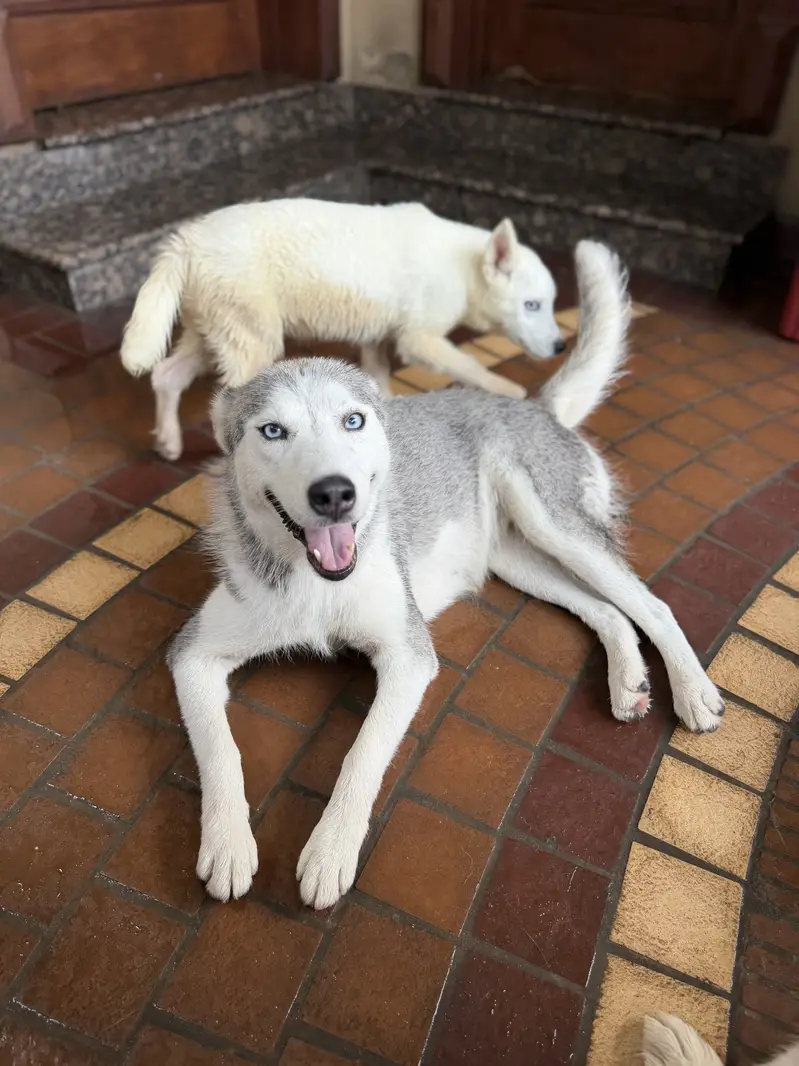 Maya and Oggy up for adoption — photo 4