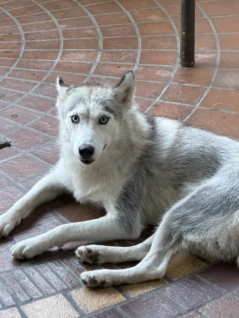 Maya and Oggy up for adoption — photo 5
